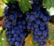 Посадка и уход за виноградом в открытом грунте Вино из винограда в домашних условиях