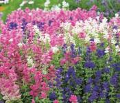 Цветок сальвия: выращивание, фото цветка, посадка и уход сальвии