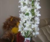 Виды, уход и размножение орхидей дендробиум Уход в домашних условиях